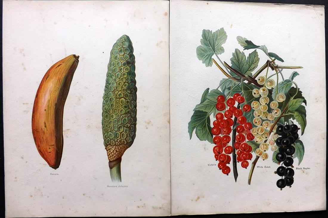 Wright, John 1890's Pair of Fruit Prints. First Edition: Chromolithographs Published 1890-4 by J.S. Virtue & Co, London for "The Fruit Growers Guide" First Edition by John Wright. Paper Size: 11 x 8.5 inch (28 x 22cm) Minor background toning, images fine