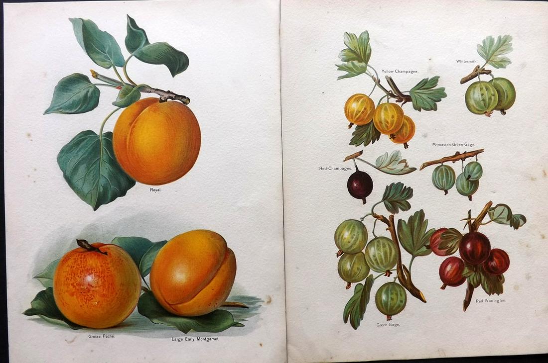 Wright, John 1890's Pair of Fruit Prints. First Edition: Chromolithographs Published 1890-4 by J.S. Virtue & Co, London for "The Fruit Growers Guide" First Edition by John Wright. Paper Size: 11 x 8.5 inch (28 x 22cm) Minor background toning, images fine