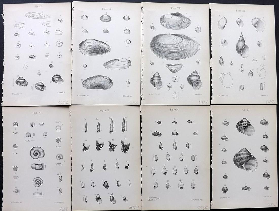 Adams, Lionel 1896 Lot of 8 Antique Shell Prints: Lithographs Published 1896, London for "The Collector's Manual of British and Freshwater Shells" by Lionel Ernest Adams. Paper Size: 7 x 5 inch (18 x 12cm) Good Condition