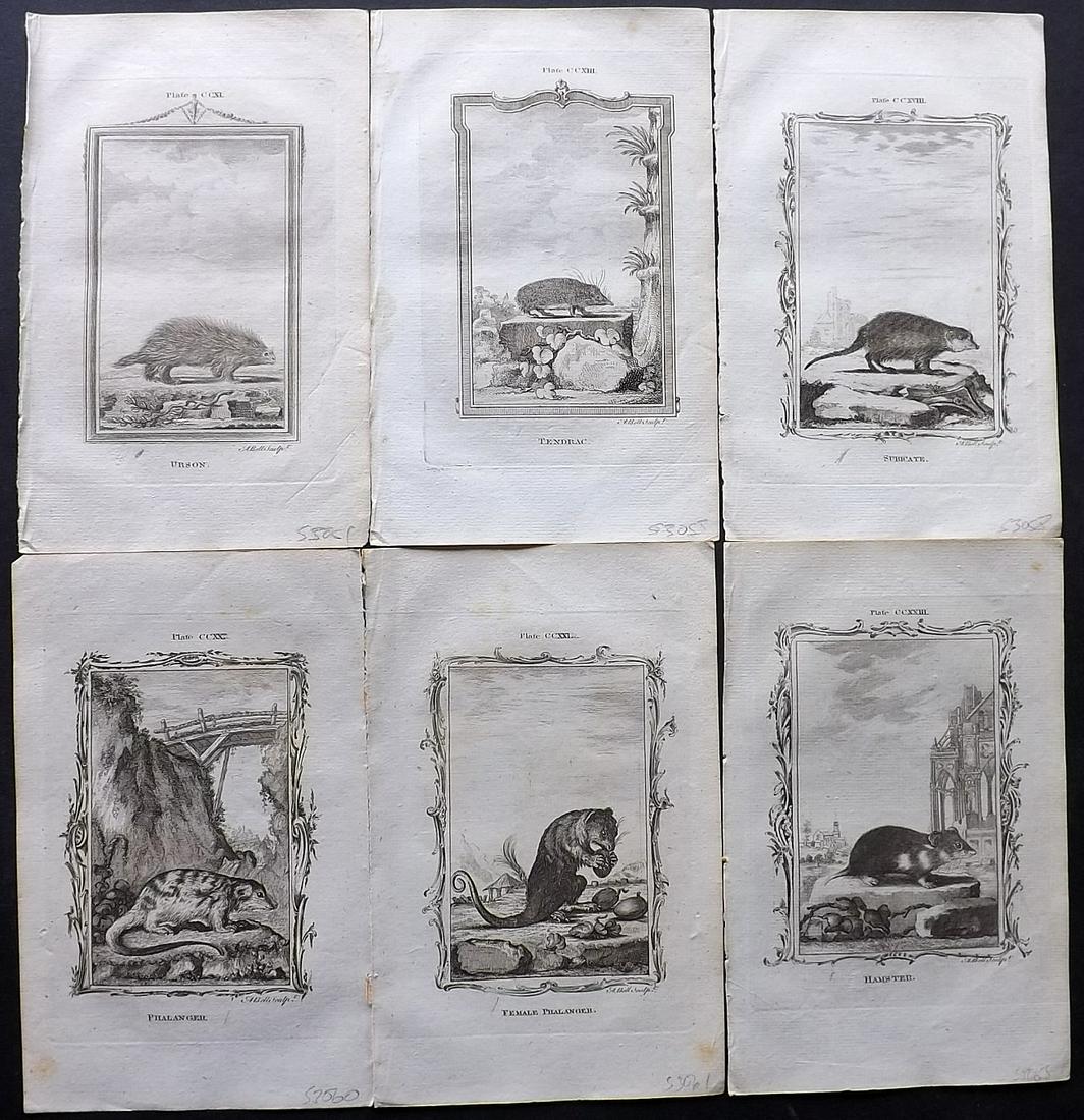 Buffon, Comte de 1785 Lot of 6 Animal Prints: Copper Plate Published 1785, London for "Natural History, General and Particular" by The Count de Buffon, translated by William Smellie. Paper Size: 8 x 5 inch (21 x 13cm) Good Condition