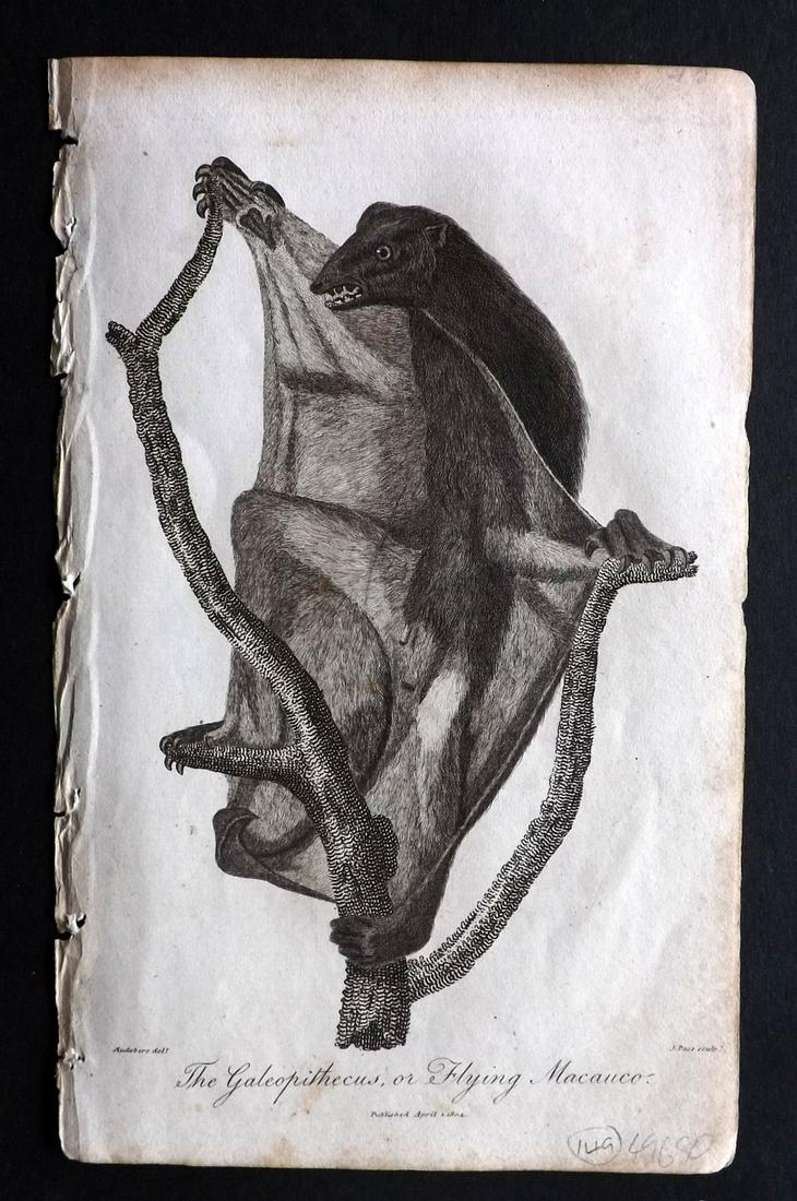 Linnaeus & Sibly 1800s Print. Galeopithecus: Copper Plate Published 1794-1810, London for "A Genuine and Universal System of Natural History" by Carl Linnaeus and Ebenezer Sibly. Illustrated after George Edwards, Bloch, Knorr, Buffon and others.