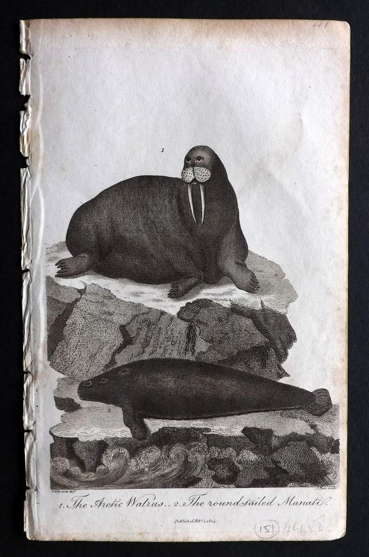 Linnaeus & Sibly 1800s Print. Walrus, Manati: Copper Plate Published 1794-1810, London for "A Genuine and Universal System of Natural History" by Carl Linnaeus and Ebenezer Sibly. Illustrated after George Edwards, Bloch, Knorr, Buffon and others.