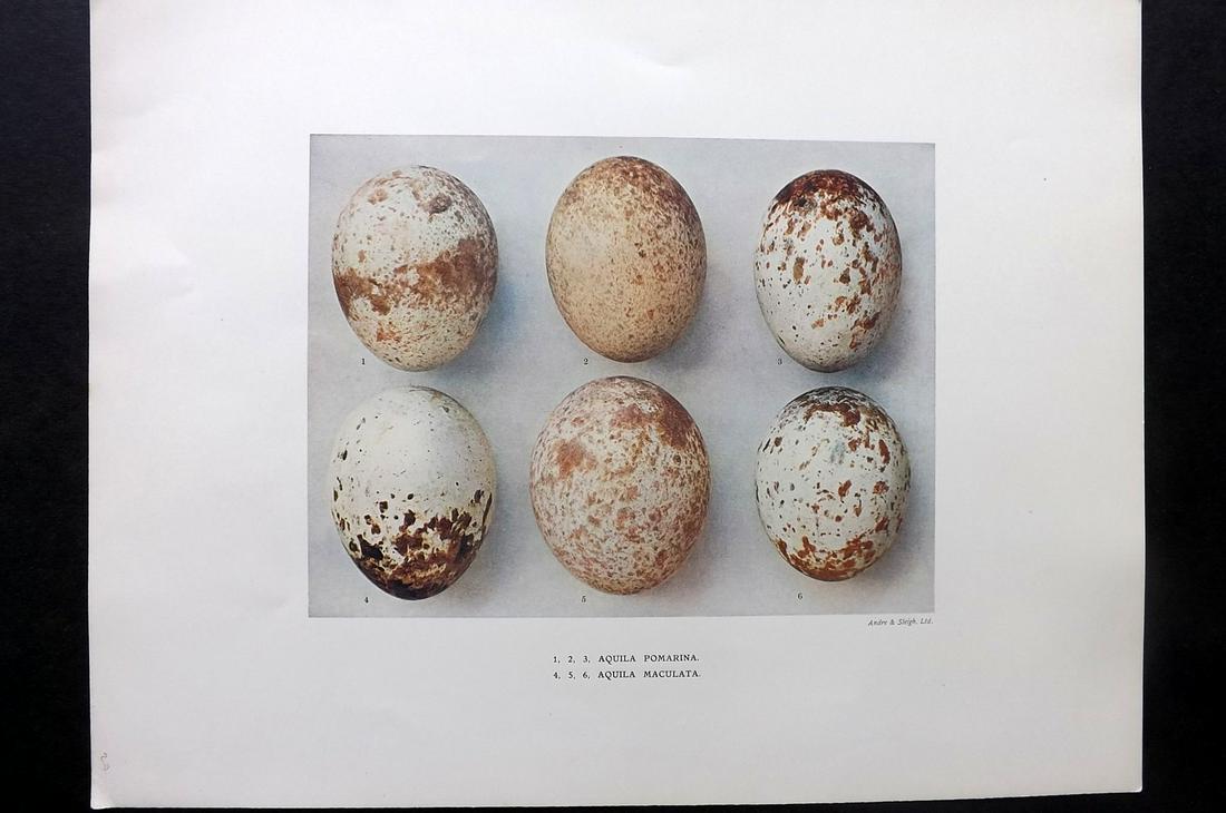 Dresser, Henry 1910 Rare Folio Bird Egg Print. Aquilla: Folio Halftone Lithograph Published 1905-10, London for "Eggs Of The Birds Of Europe..." by Henry Dresser. Rare. Paper Size: 13 x 10 inch (33 x 25cm) Good Condition