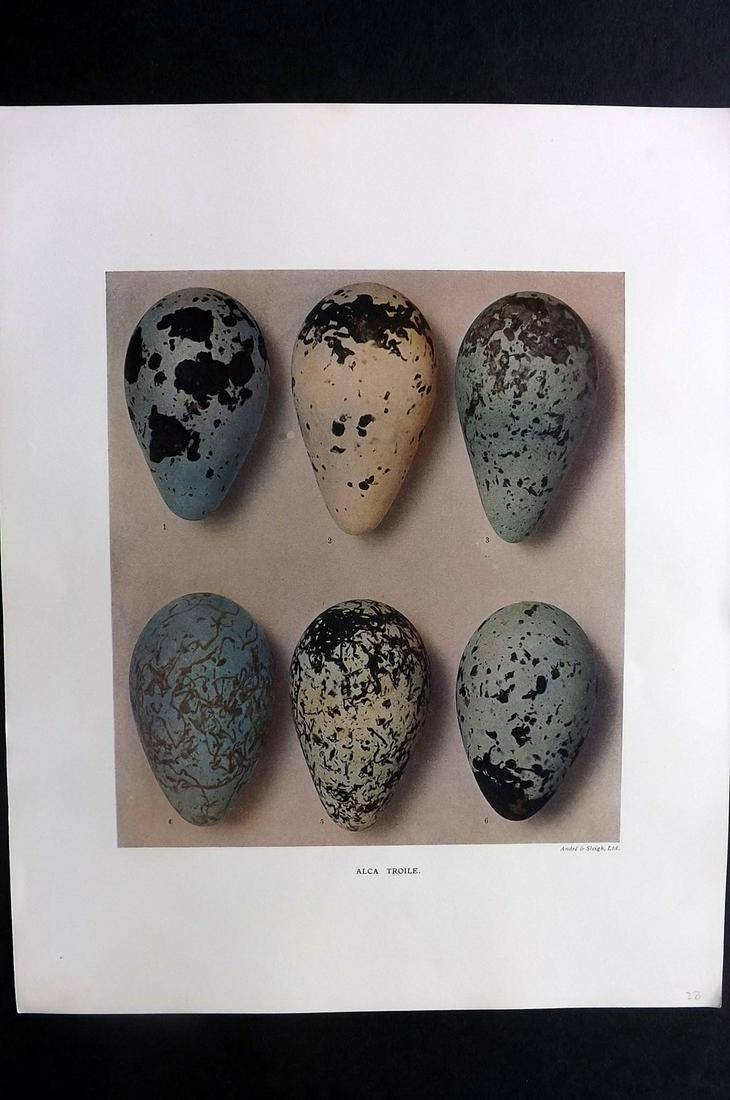 Dresser, Henry 1910 Rare Folio Bird Egg Print. Alca: "Alca Troile" Folio Halftone Lithograph Published 1905-10, London for "Eggs Of The Birds Of Europe..." by Henry Dresser. Rare. Paper Size: 13 x 10 inch (33 x 25cm) Good Condition