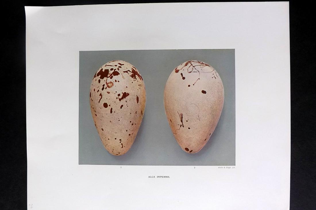 Dresser, Henry 1910 Rare Folio Bird Egg Print. Alca: "Alca Impennis" Folio Halftone Lithograph Published 1905-10, London for "Eggs Of The Birds Of Europe..." by Henry Dresser. Rare. Paper Size: 13 x 10 inch (33 x 25cm) Good Condition