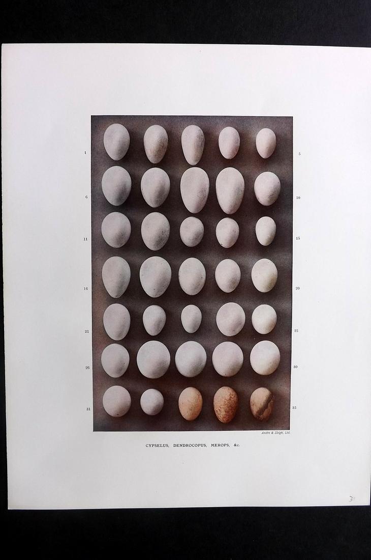 Dresser, Henry 1910 Rare Folio Bird Egg Print. Cypselus (1 of 2)