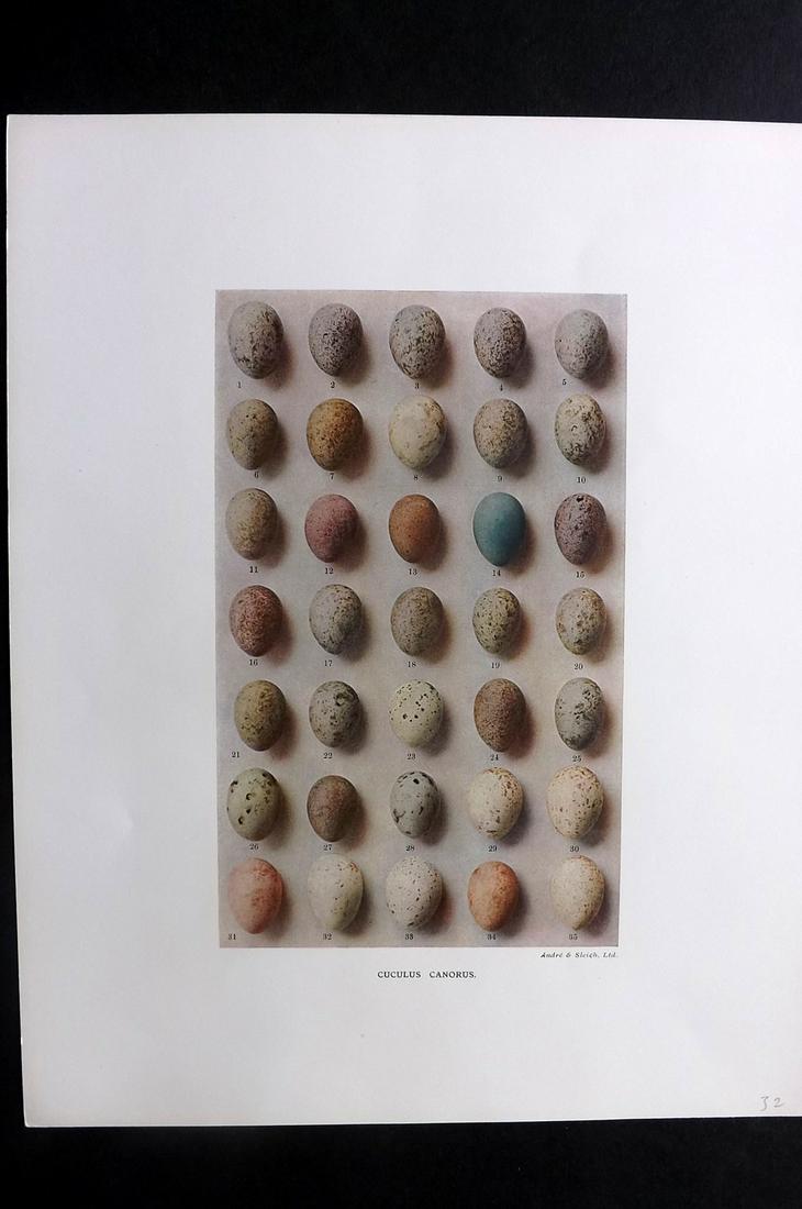 Dresser, Henry 1910 Rare Folio Bird Egg Print. Cuculus (1 of 2)