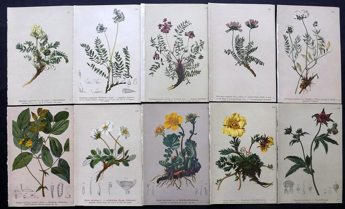 Hartinger, Anton 1884 Lot of 10 Botanical Prints: Chromolithographs Published 1884, Vienna for "Atlas der Alpenflora" by Anton Hartinger. Paper Size: 7.5 x 5 inch (19 x 13cm) Good Condition