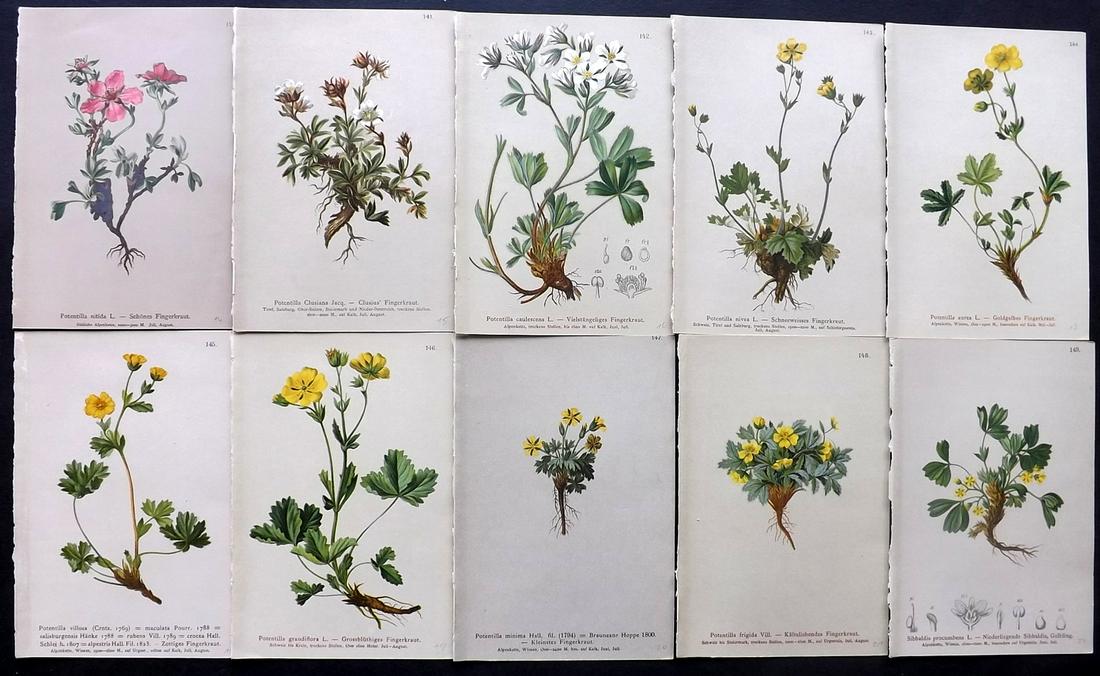 Hartinger, Anton 1884 Lot of 10 Botanical Prints: Chromolithographs Published 1884, Vienna for "Atlas der Alpenflora" by Anton Hartinger. Paper Size: 7.5 x 5 inch (19 x 13cm) Good Condition