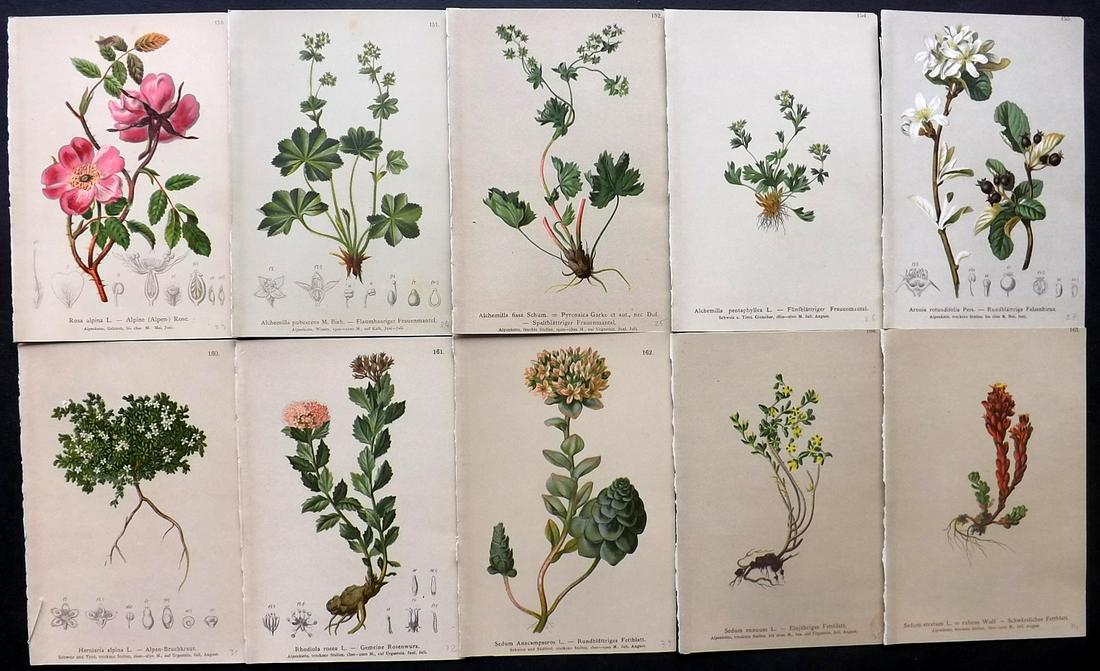 Hartinger, Anton 1884 Lot of 10 Botanical Prints: Chromolithographs Published 1884, Vienna for "Atlas der Alpenflora" by Anton Hartinger. Paper Size: 7.5 x 5 inch (19 x 13cm) Good Condition