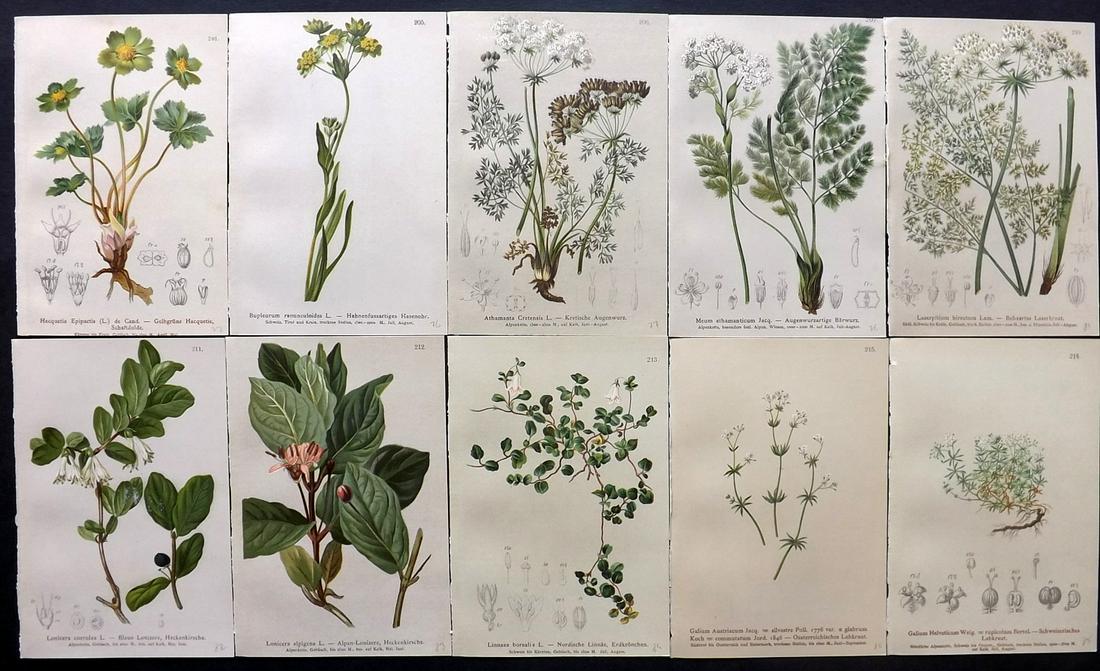 Hartinger, Anton 1884 Lot of 10 Botanical Prints (1 of 2)