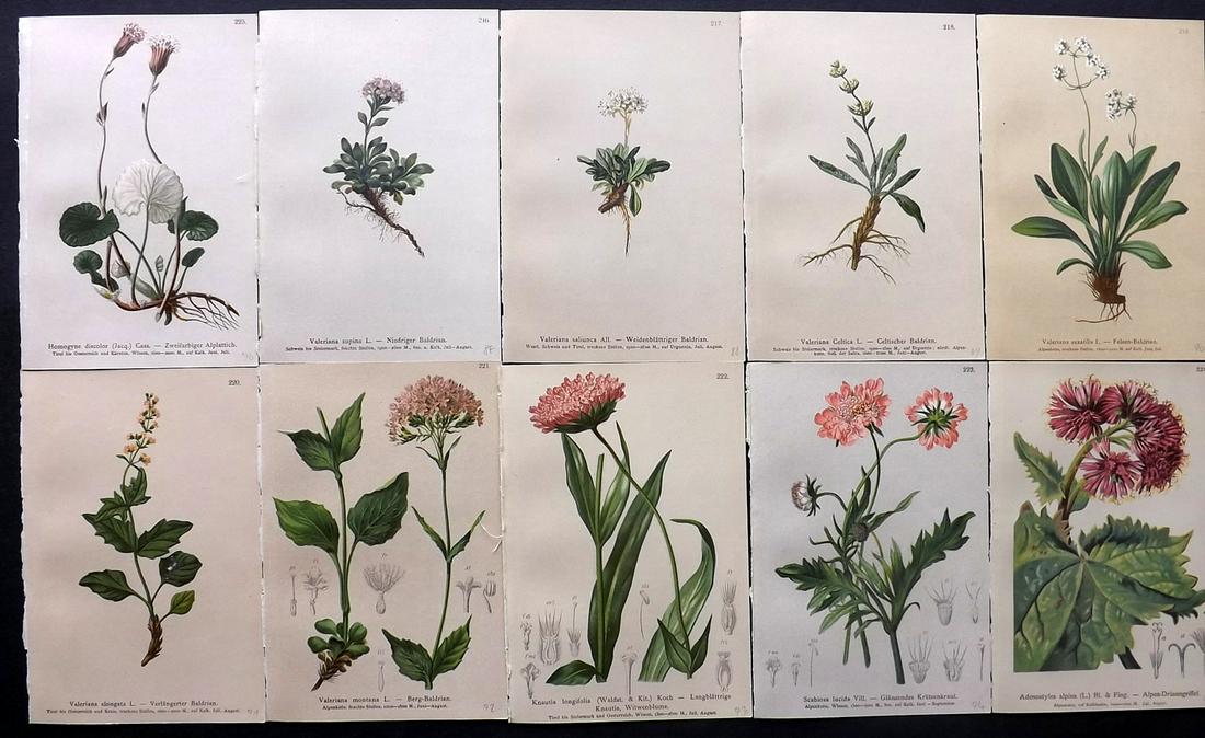 Hartinger, Anton 1884 Lot of 10 Botanical Prints: Chromolithographs Published 1884, Vienna for "Atlas der Alpenflora" by Anton Hartinger. Paper Size: 7.5 x 5 inch (19 x 13cm) Good Condition