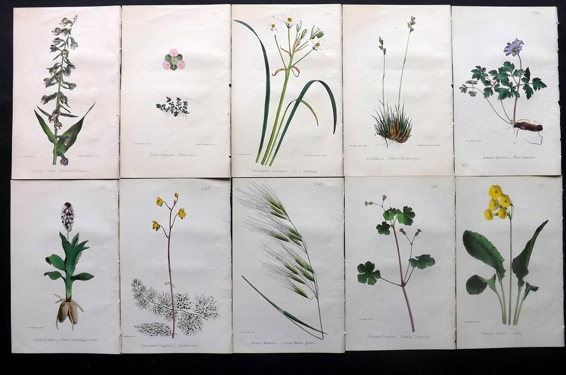 Hogg & Johnson C1870 Lot of 10 HCol Botanical Prints: Hand Coloured Lithographs Published 1863-1880, London for "The Wild Flowers of Great Britain" by Robert Hogg & George W. Johnson. Paper Size: 9 x 5.5 inch (23 x 14cm) Good Condition