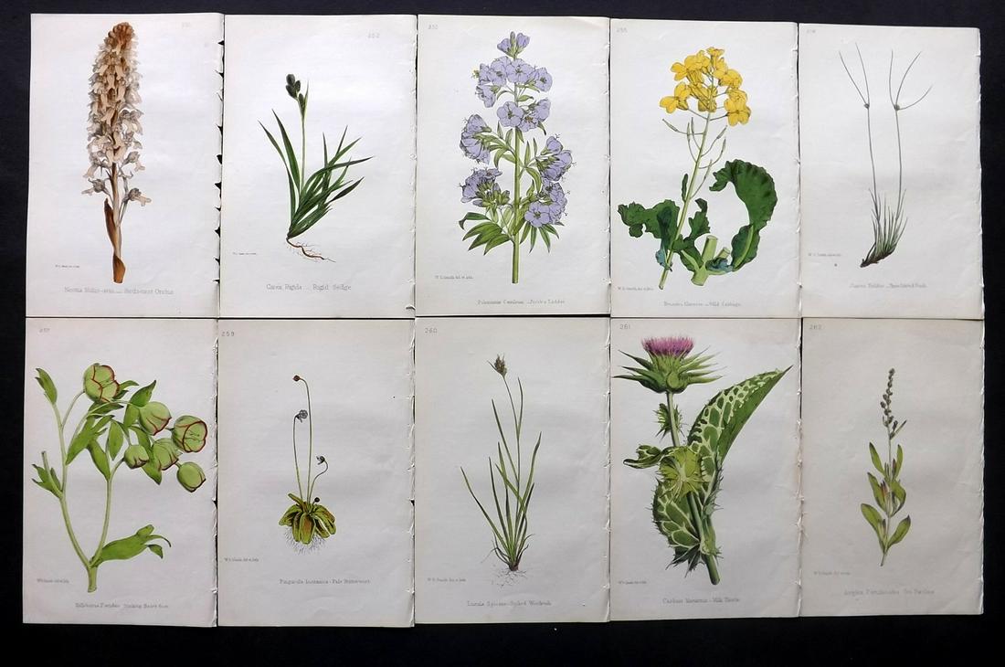 Hogg & Johnson C1870 Lot of 10 HCol Botanical Prints: Hand Coloured Lithographs Published 1863-1880, London for "The Wild Flowers of Great Britain" by Robert Hogg & George W. Johnson. Paper Size: 9 x 5.5 inch (23 x 14cm) Good Condition