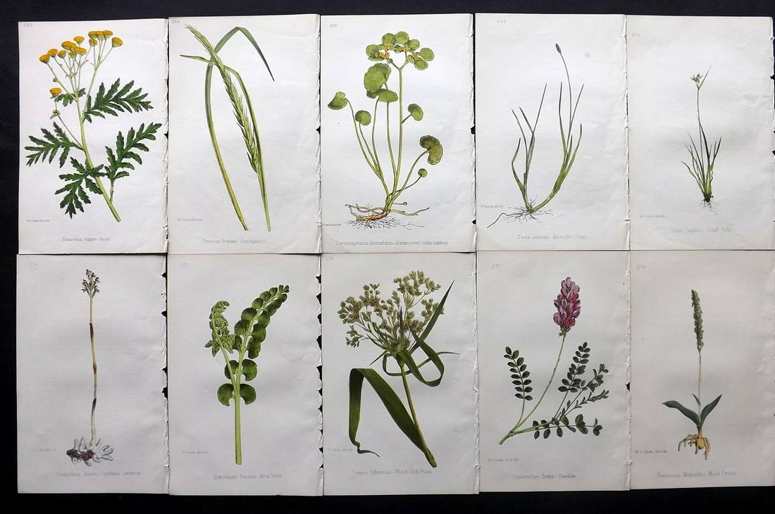 Hogg & Johnson C1870 Lot of 10 HCol Botanical Prints: Hand Coloured Lithographs Published 1863-1880, London for "The Wild Flowers of Great Britain" by Robert Hogg & George W. Johnson. Paper Size: 9 x 5.5 inch (23 x 14cm) Good Condition
