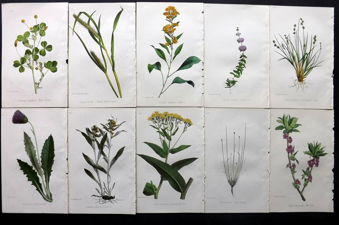 Hogg & Johnson C1870 Lot of 10 HCol Botanical Prints: Hand Coloured Lithographs Published 1863-1880, London for "The Wild Flowers of Great Britain" by Robert Hogg & George W. Johnson. Paper Size: 9 x 5.5 inch (23 x 14cm) Good Condition