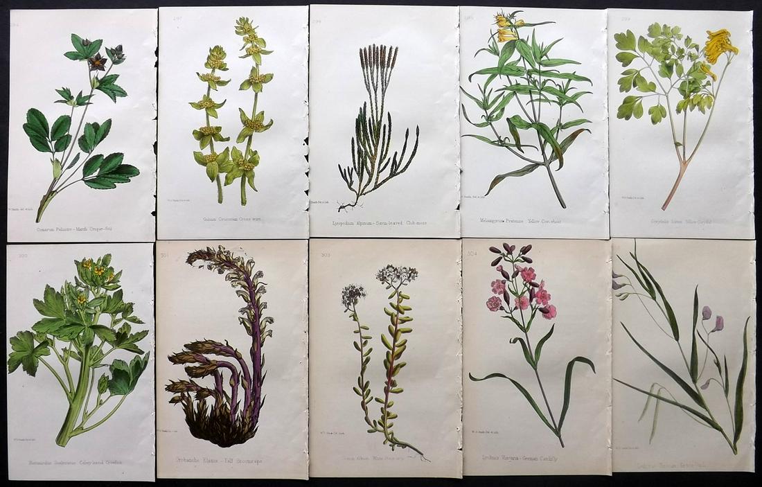 Hogg & Johnson C1870 Lot of 10 HCol Botanical Prints: Hand Coloured Lithographs Published 1863-1880, London for "The Wild Flowers of Great Britain" by Robert Hogg & George W. Johnson. Paper Size: 9 x 5.5 inch (23 x 14cm) Good Condition