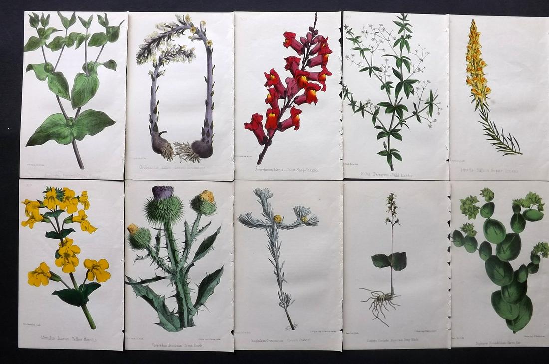 Hogg & Johnson C1870 Lot of 10 HCol Botanical Prints: Hand Coloured Lithographs Published 1863-1880, London for "The Wild Flowers of Great Britain" by Robert Hogg & George W. Johnson. Paper Size: 9 x 5.5 inch (23 x 14cm) Good Condition