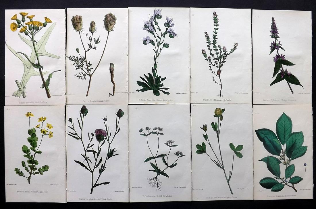 Hogg & Johnson C1870 Lot of 10 HCol Botanical Prints: Hand Coloured Lithographs Published 1863-1880, London for "The Wild Flowers of Great Britain" by Robert Hogg & George W. Johnson. Paper Size: 9 x 5.5 inch (23 x 14cm) Good Condition