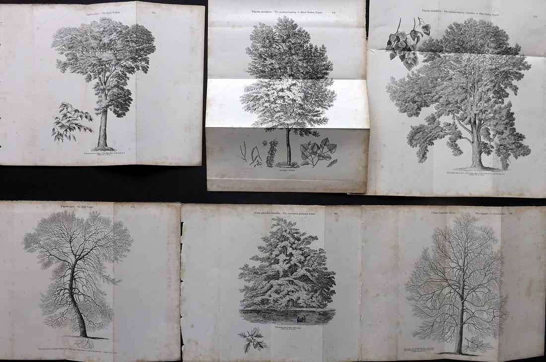 Loudon, John 1844 Lot of 6 Tree Prints - Doubles (1 of 2)