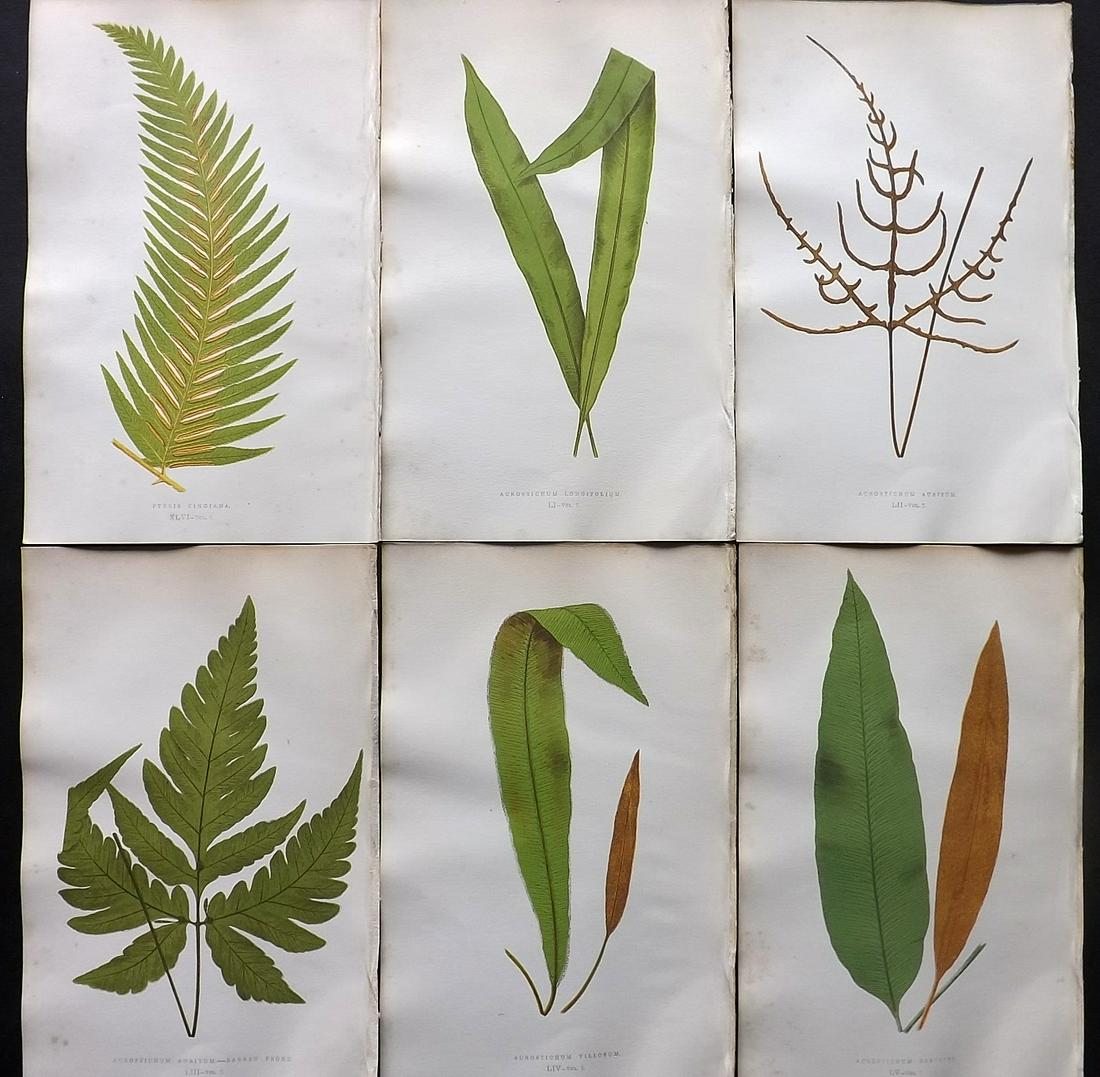 Lowe, Edward 1857 Lot of 6 Antique Fern Prints: Woodblocks Published 1856-62 by Groombridge and Sons, London for "Ferns: British and Exotic" by Edward Lowe. Illustrated by A.F. Lydon. Printed by Benjamin Fawcett. Paper Size: 10 x 6 inch (25 x 15cm)