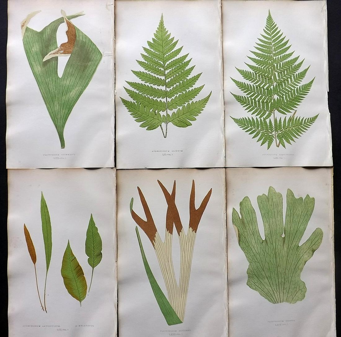 Lowe, Edward 1857 Lot of 6 Antique Fern Prints: Woodblocks Published 1856-62 by Groombridge and Sons, London for "Ferns: British and Exotic" by Edward Lowe. Illustrated by A.F. Lydon. Printed by Benjamin Fawcett. Paper Size: 10 x 6 inch (25 x 15cm)