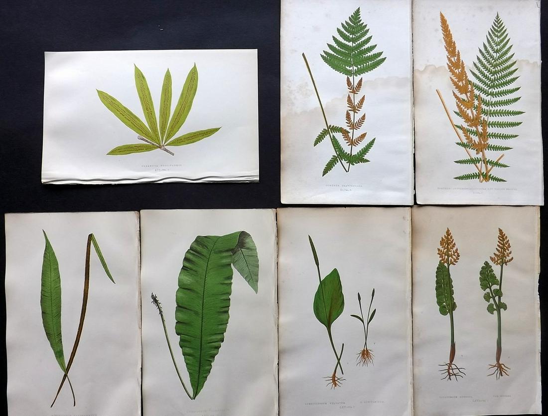 Lowe, Edward 1857 Lot of 7 Antique Fern Prints: Woodblocks Published 1856-62 by Groombridge and Sons, London for "Ferns: British and Exotic" by Edward Lowe. Illustrated by A.F. Lydon. Printed by Benjamin Fawcett. Paper Size: 10 x 6 inch (25 x 15cm)