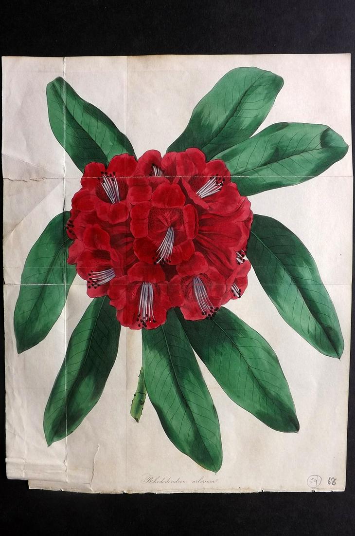 Paxton, Joseph 1834 HC Double Botanical. Rhododendron (1 of 2)