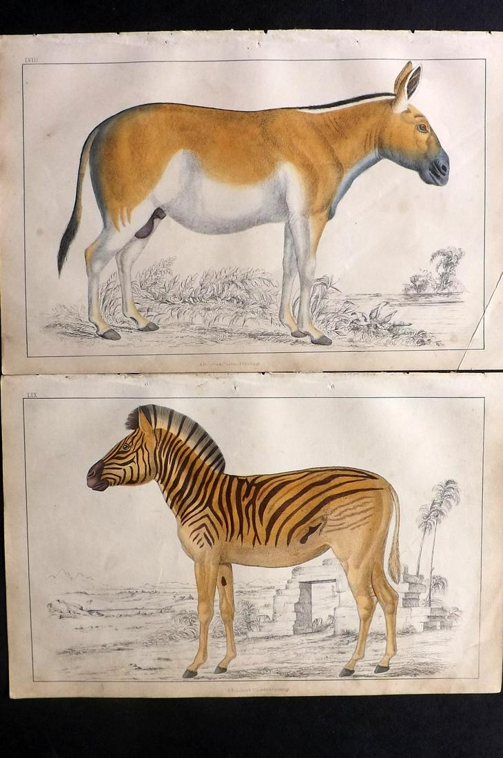 Goldsmith, Oliver 1850 Pair of HC Prints Extinct Quagga (1 of 2)