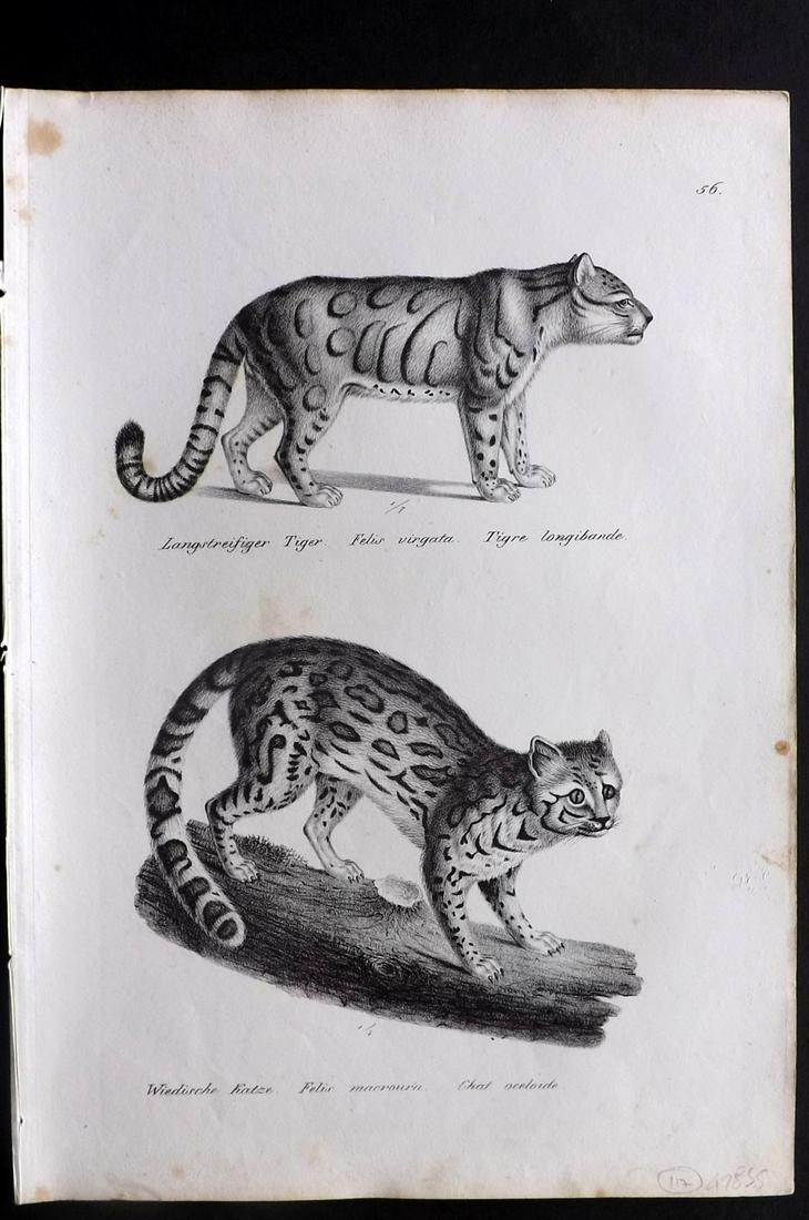 Schinz & Brodtmann 1827 Print. Extinct Caspian Tiger (1 of 2)