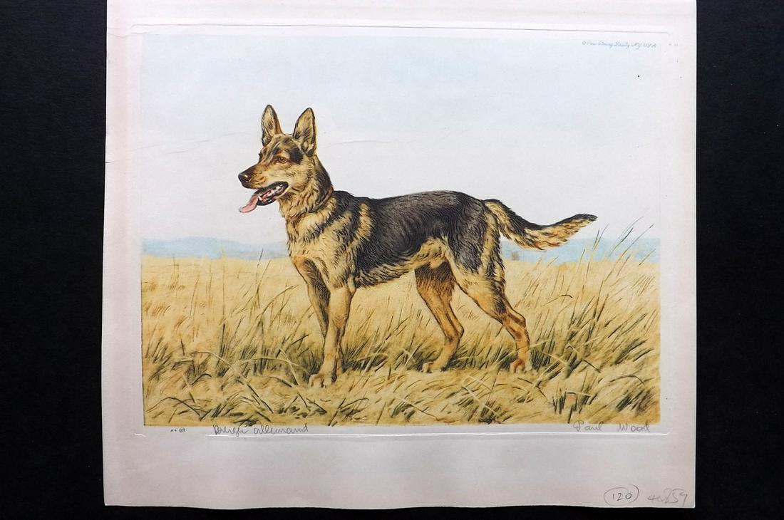 Wood, Paul C1935 Signed Dog Etching. Berger Allemand: Colour Printed Etching Published C1935 by the Paris Etching Society, New York. Drawn & Etched by Paul Wood. Signed and Titled in pencil by Wood, bottom margin. Paper Size: 9.5 x 8.5 inch (24 x 22cm) G