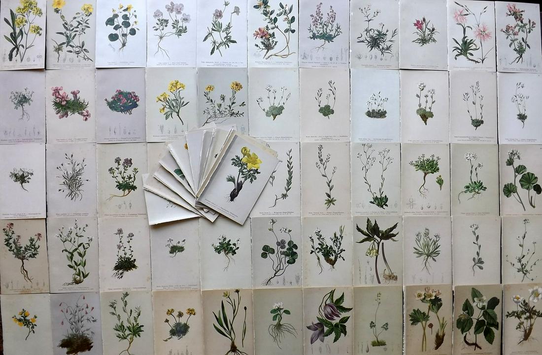 Hartinger, Anton 1884 Lot of 80 Botanical Prints (1 of 11)