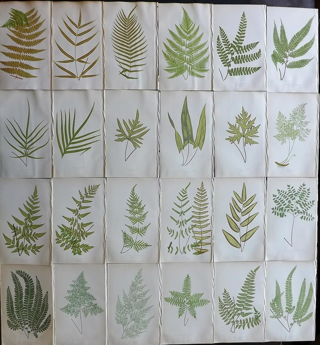 Lowe, Edward 1857 Lot of 24 Antique Fern Prints: Woodblocks Published 1856-62 by Groombridge and Sons, London for "Ferns: British and Exotic" by Edward Lowe. Illustrated by A.F. Lydon. Printed by Benjamin Fawcett. Paper Size: 10 x 6 inch (25 x 15cm)