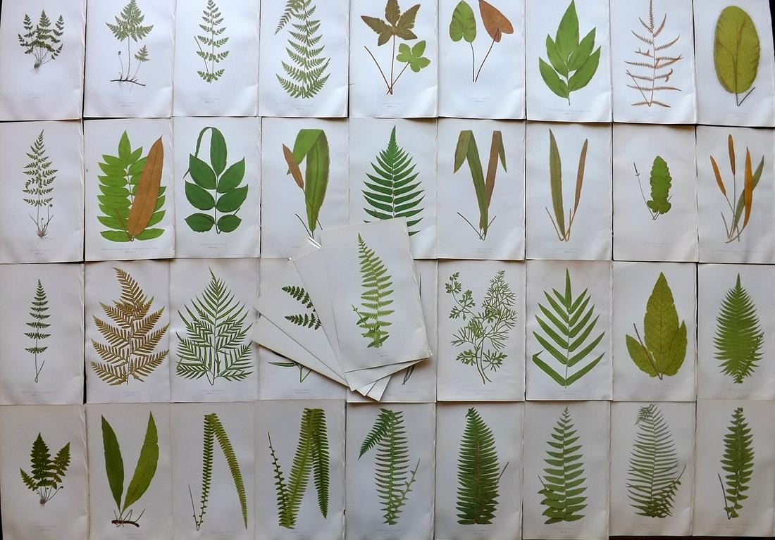 Lowe, Edward 1857 Lot of 40 Antique Fern Prints: Woodblocks Published 1856-62 by Groombridge and Sons, London for "Ferns: British and Exotic" by Edward Lowe. Illustrated by A.F. Lydon. Printed by Benjamin Fawcett. Paper Size: 10 x 6 inch (25 x 15cm)