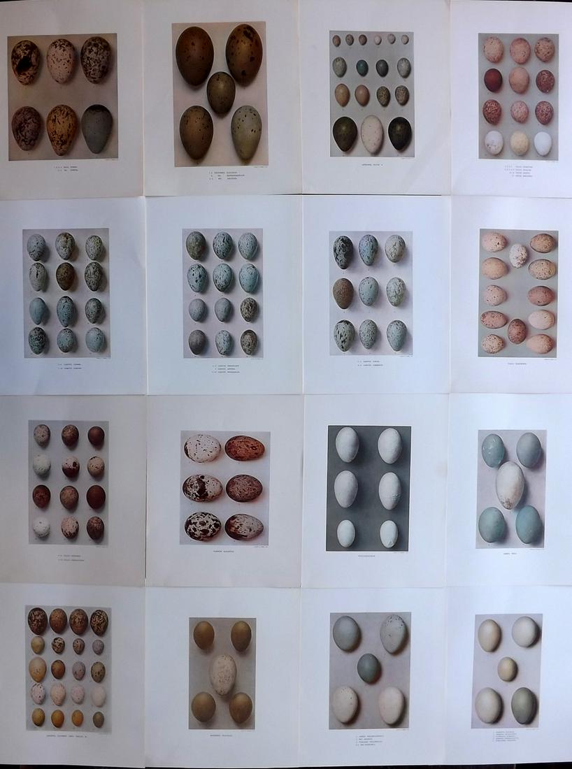 Dresser, Henry 1910 Lot of 16 Rare Folio Bird Egg Print (1 of 5)