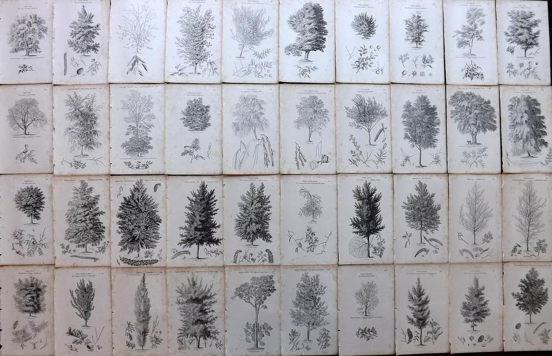 Loudon, John 1844 Lot of 40 Antique Tree Prints (1 of 7)