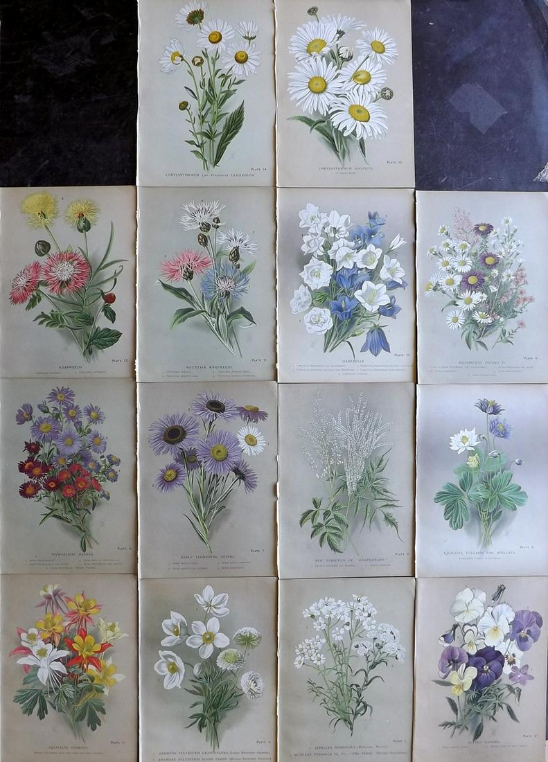 Meyer, F. W. 1901 Lot of 14 Rare Botanical Prints: Chromolithographs Published 1901, Liverpool for "The Best Hardy Perennials..." by F. W. Meyer. Rare. Paper Size: 10.5 x 7.5 inch (27 x 19cm) Good Condition.