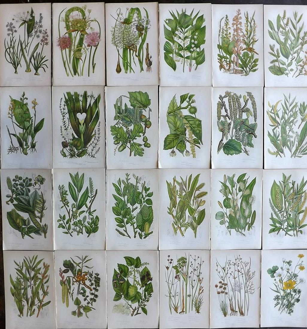 Pratt, Anne 1855 Lot of 24 Antique Botanical Prints: Color Printed Woodblocks Published 1855, London for "The Flowering Plants and Ferns of Great Britain" First Edition by Anne Pratt. Paper Size: 9 x 5.5 inch (23 x 14cm) Good Condition