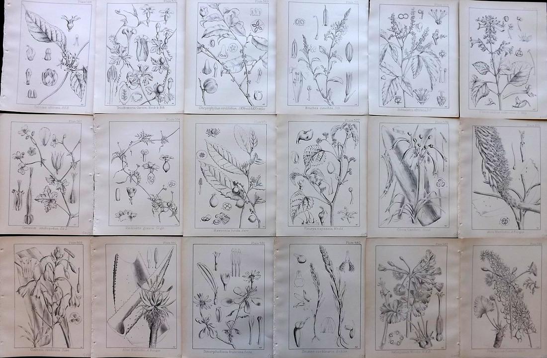 Wood, John 1909 Lot of 18 South African Botanical: Lithographs Published 1898-1912, Durban for "Natal Plants" by John Medley Wood. Paper Size: 10 x 8 inch (26 x 21cm) Good Condition