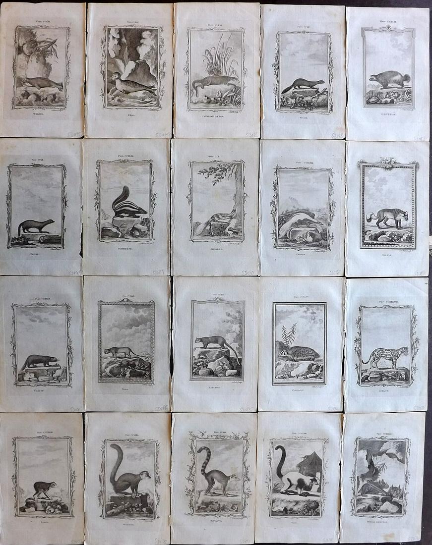Buffon, Comte de 1785 Lot of 20 Animal Prints: Copper Plate Published 1785, London for "Natural History, General and Particular" by The Count de Buffon, translated by William Smellie. Paper Size: 8 x 5 inch (21 x 13cm) A few with minor toning. Goo