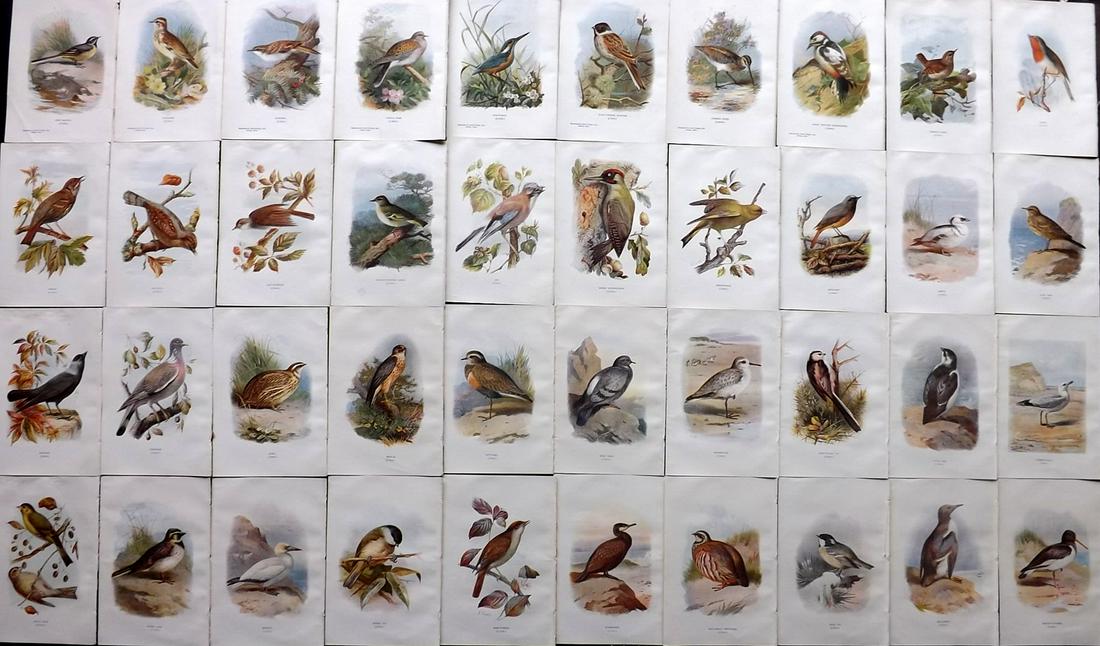 Swaysland, Walter 1901 Lot of 40 Antique Bird Prints (1 of 11)