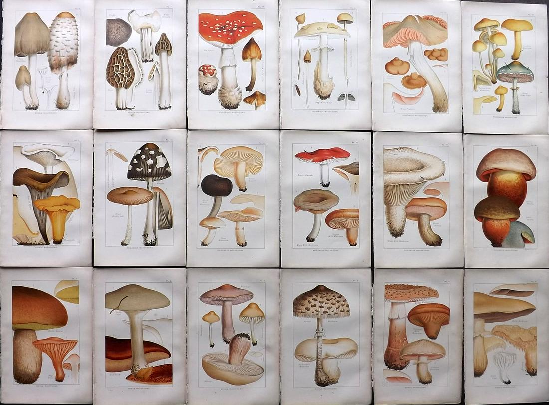 Cooke, Mordecai 1894 Lot of 18 Mushroom Prints (1 of 7)