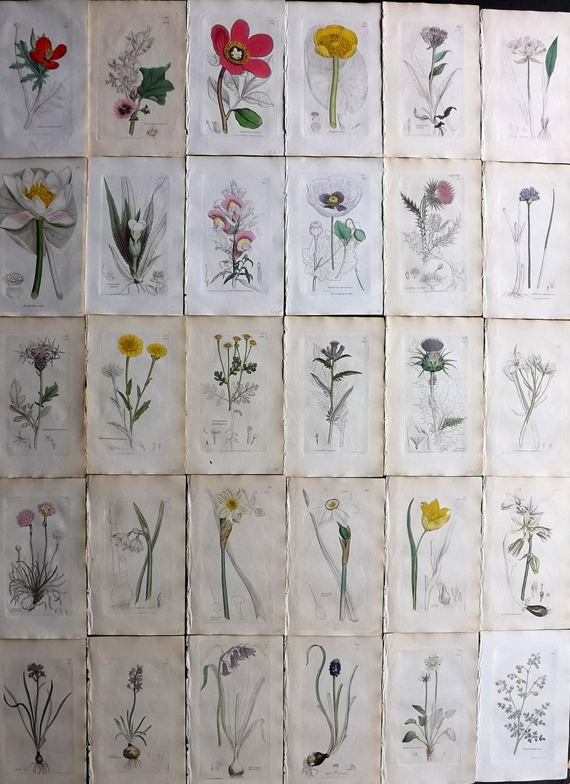 Sowerby, James 1838 Lot of 30 Part HCol Botanical Print (1 of 10)