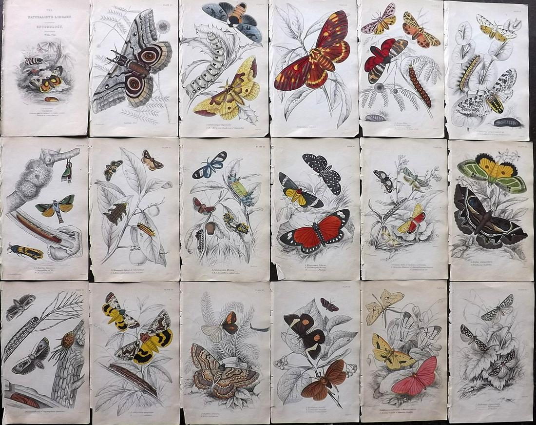 Jardine, William 1843 Lot of 18 HCol Exotic Moths (1 of 7)