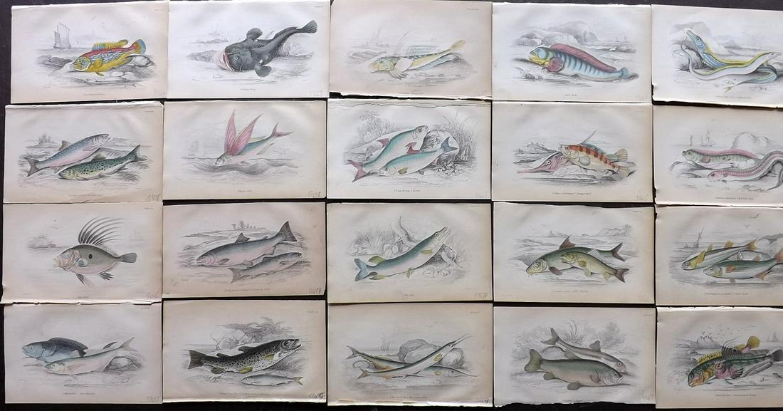 Jardine, William 1885 Lot of 20 HCol Fish Prints (1 of 7)