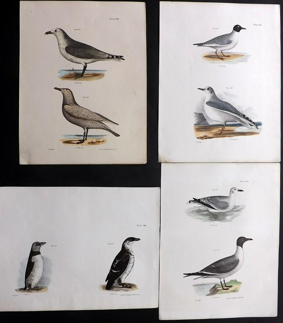 de Kay, James 1844 Lot of 4 HCol New York Bird Prints: Hand Colored Lithographs Published 1844, New York for "Zoology of New York; or, The New York Fauna" Part of the "Natural History of New York" Series by James E. de Kay. Names of birds neatly written i
