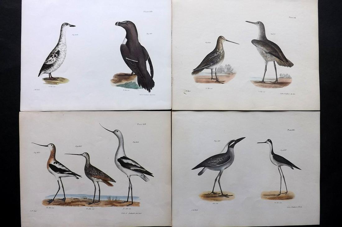 de Kay, James 1844 Lot of 4 HCol New York Bird Prints: Hand Colored Lithographs Published 1844, New York for "Zoology of New York; or, The New York Fauna" Part of the "Natural History of New York" Series by James E. de Kay. Names of birds neatly written i