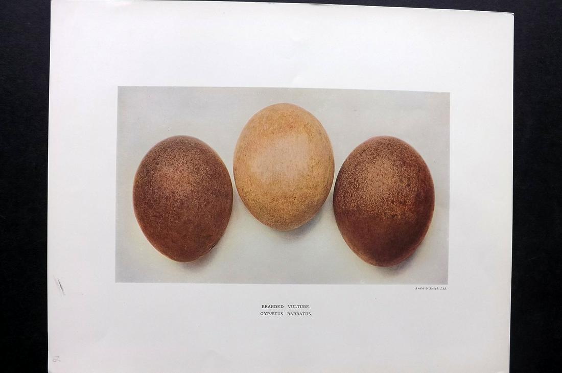 Dresser, Henry 1910 Bird Egg Print. Bearded Vulture: Folio Halftone Lithograph Published 1905-10, London for "Eggs Of The Birds Of Europe..." by Henry Dresser. Rare. Paper Size: 13 x 10 inch (33 x 25cm) Good Condition