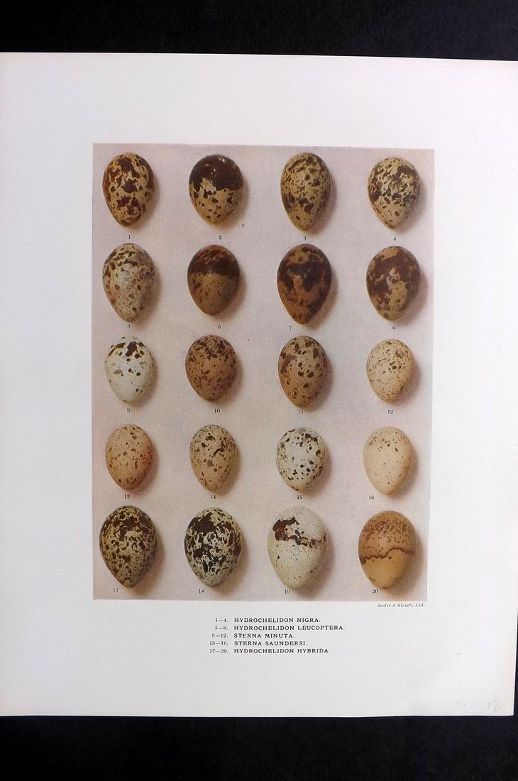 Dresser, Henry 1910 Folio Bird Egg Print. Hydrochelidon: Folio Halftone Lithograph Published 1905-10, London for "Eggs Of The Birds Of Europe..." by Henry Dresser. Rare. Paper Size: 13 x 10 inch (33 x 25cm) Good Condition