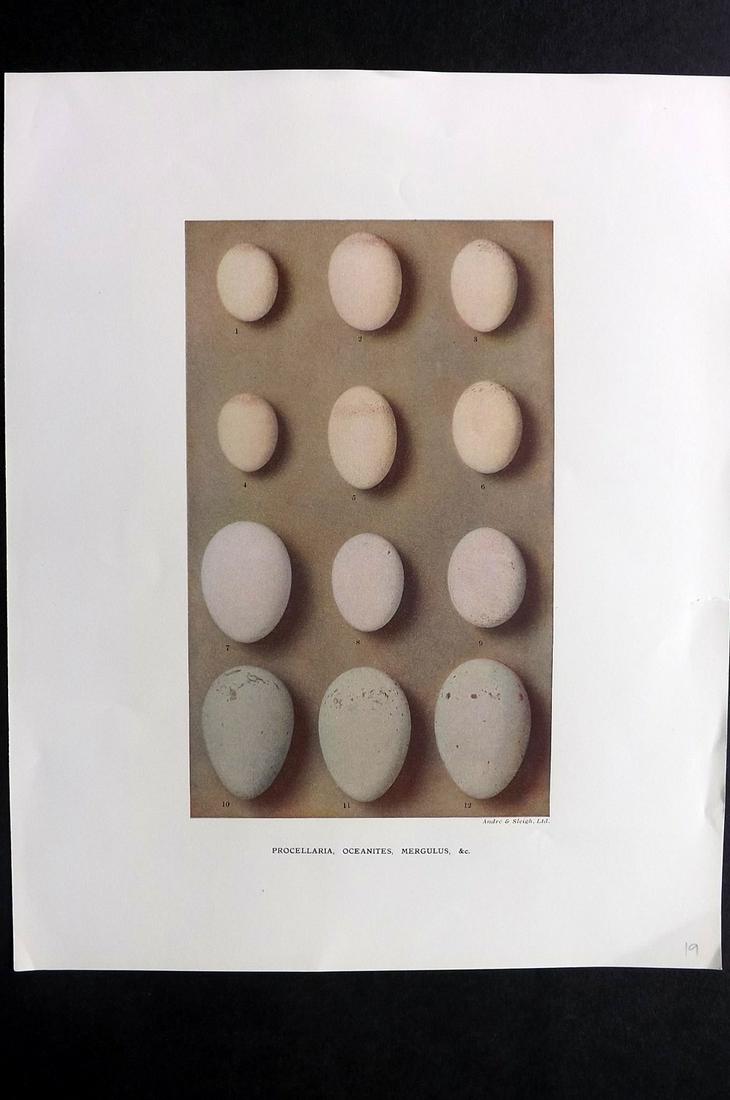 Dresser, Henry 1910 Folio Bird Egg Print. Procellaria: Folio Halftone Lithograph Published 1905-10, London for "Eggs Of The Birds Of Europe..." by Henry Dresser. Rare. Paper Size: 13 x 10 inch (33 x 25cm) Good Condition